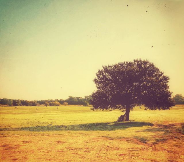 The Lone Tree.. #randomclick #tree #retro #vintage #film